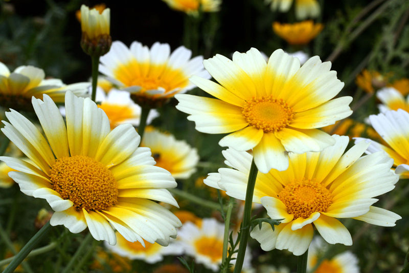  Chrysanthemums can be daisyshaped, decorative, pompons or even button