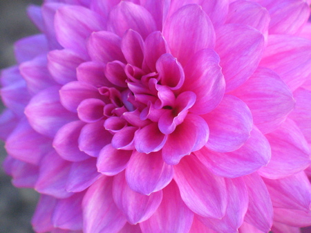Flower Picture on Dahlia Flower Species Pictures   Flowers Gallery