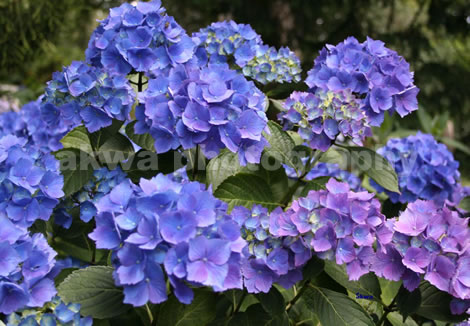 blue flowers names. Flowers Gallery