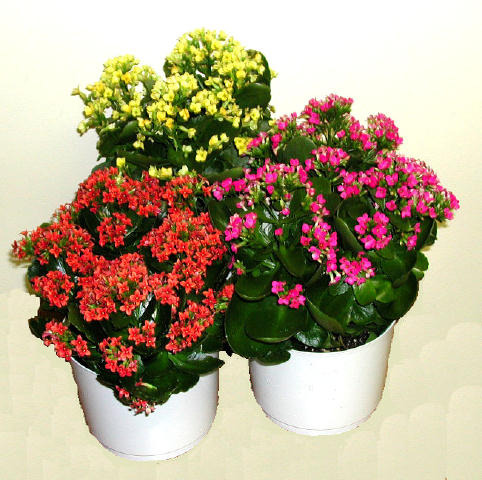 Flower Picture Gallery on Kalanchoe Specs Pictures   Flowers Gallery