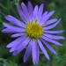 aster-2