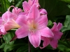 belladonna-lily-amaryllis-1
