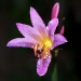 belladonna-lily-amaryllis-2