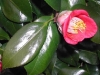 camellia-3