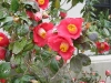 camellia-5