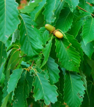 chestnut-oak-1
