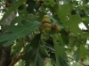 chestnut-oak-4