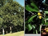 chestnut-oak-5