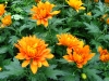 chrysanthemum-3