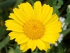 chrysanthemum-4