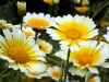 chrysanthemum-6