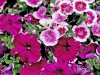 Telstar Purple Picotee dianthus and Symphony Burgundy Picotee petunia compose a beautiful monochromatic spring garden. (Photo by Norman Winter/Mississippi State University horticulturist)