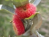 eucalyptus-macrocarpa-3