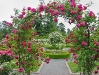 garden-roses-2