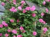 garden-roses-4