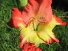 gladiolus-flower-2