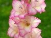 gladiolus-flower-4