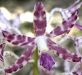 hyacinth-orchid-4