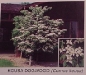kousa-dogwood-4