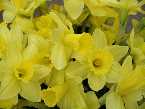 narcissus-daffodils-4