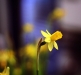 narcissus-daffodils-1