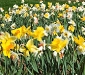 narcissus-daffodils-2