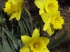 narcissus-daffodils-3