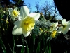 narcissus-daffodils-5