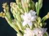 polianthes-tuberosa-5