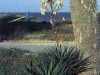 yucca-gloriosa-1