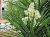 yucca-gloriosa-3