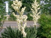 yucca-gloriosa-5